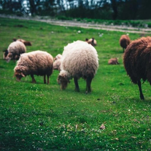 Pasture after TurboClear removes a foreground sheep