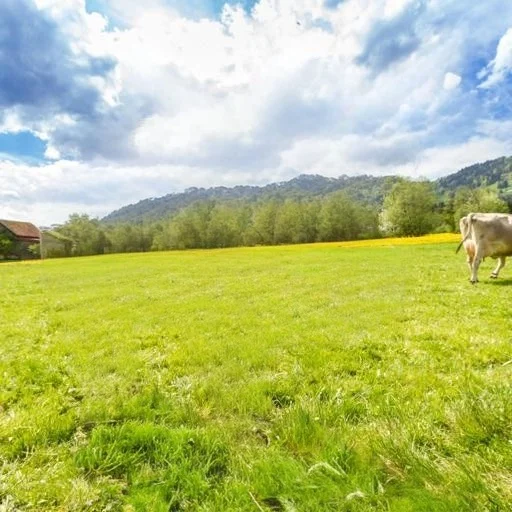 Open field after TurboClear removes a foreground cow and its shadow